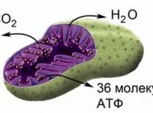 Стадии энергетического обмена