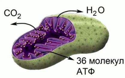 Стадии энергетического обмена