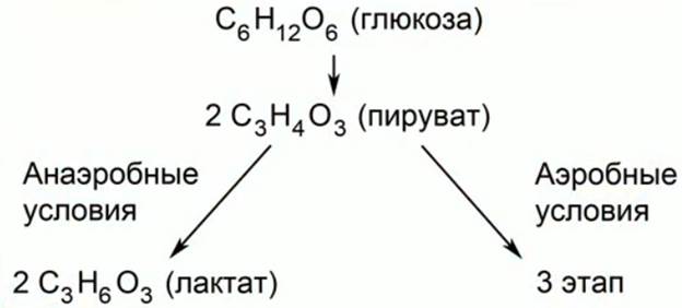 Стадии энергетического обмена